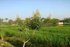 Clerodendrum indicum